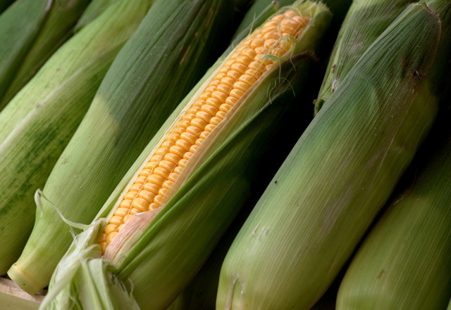 ГМО-КУКУРУЗА В КИТАЕ: получен новый засухоустойчивый гибрид
