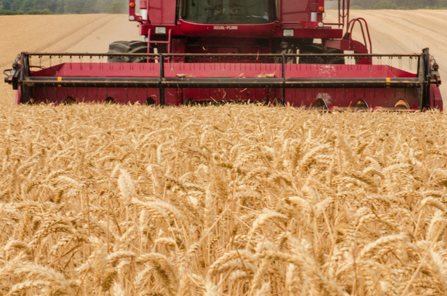 УРОЖАЙ-2021: в России собрали 120 млн тонн зерна
