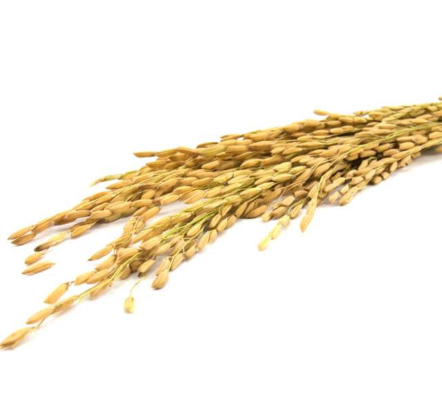 Продаём пшеницу, кукурузу, семечки и др.