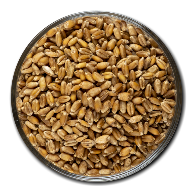 Пшеница озимая семена