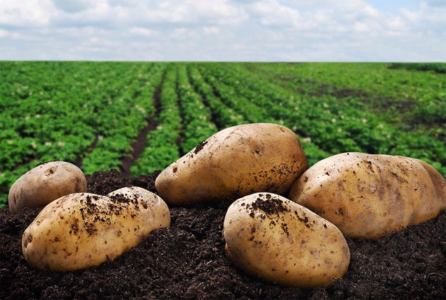 Фермерское хозяйство картофелеводство