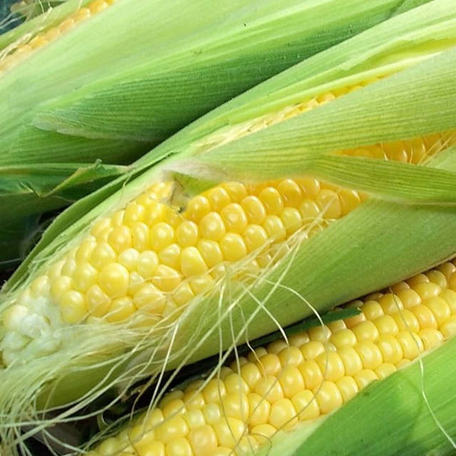 Сахарная сладкая кукуруза в початках BONDUELLE (урожай 2