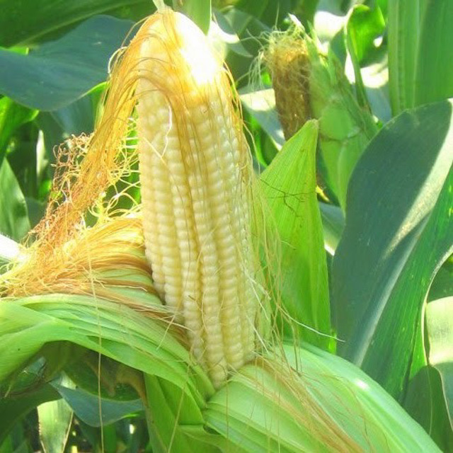 Гибриды семена кукурузы ДКС (МОНСАНТО)
