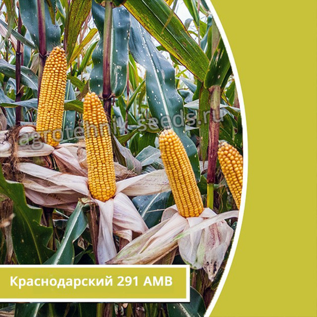 Краснодарсикй 291 семена кукурузы урожай до 120 ц/га