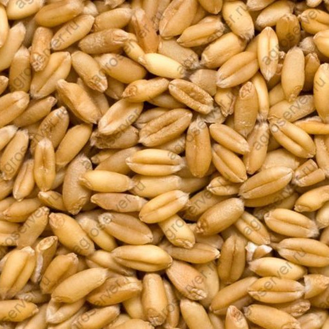 Закупаем Пшеницу под Экспорт