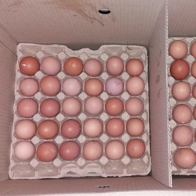 Яйцо С0, С1,С2 производство Белоруссия