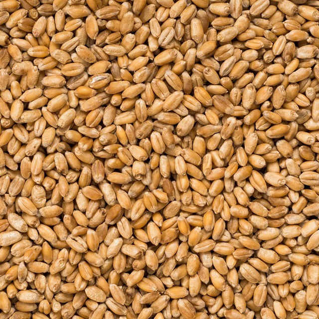 Пшеница отборная Алтайская