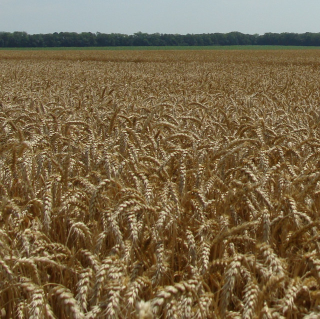 Семена озимой пшеницы элита