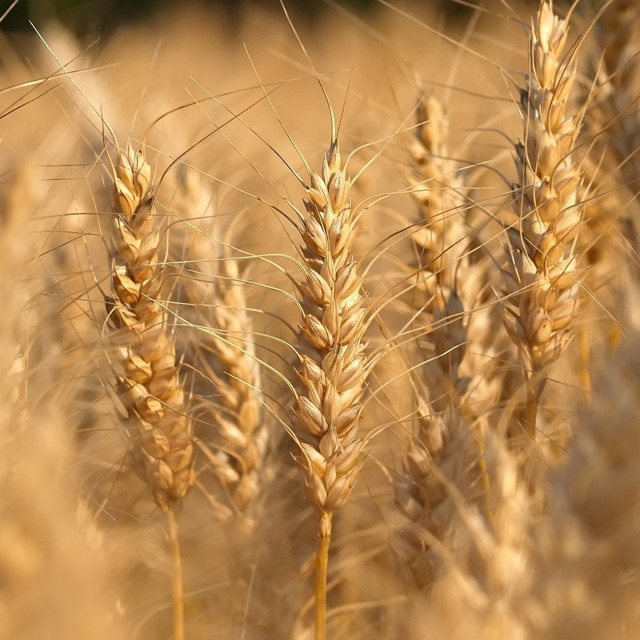 Семена озимой пшеницы среднеспелый сорт Ахмат