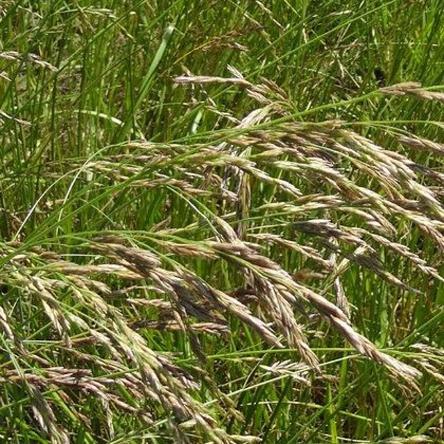 Семена многолетних трав: тимофеевка овсяница райграс