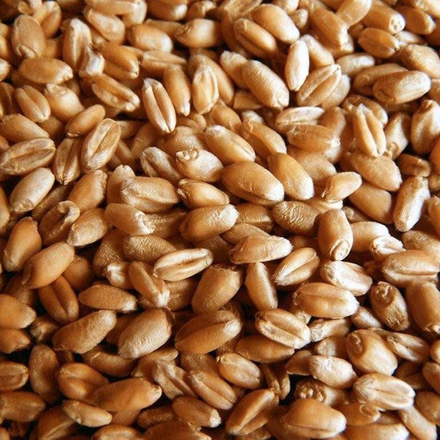 Продаём фуражную кормовую пшеницу