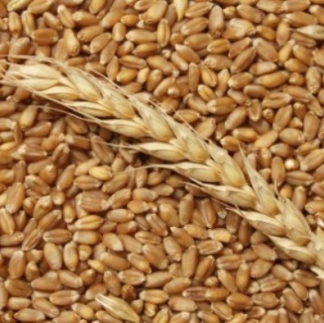 Пшеница, закупаем СРТ Темрюк