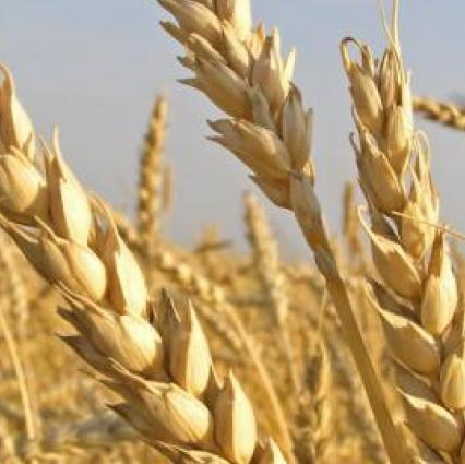 Пшеница яровая Дарья